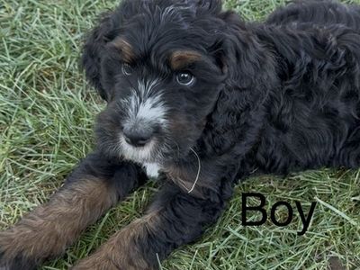 Ultra Bernedoodle Puppies - Ready Now