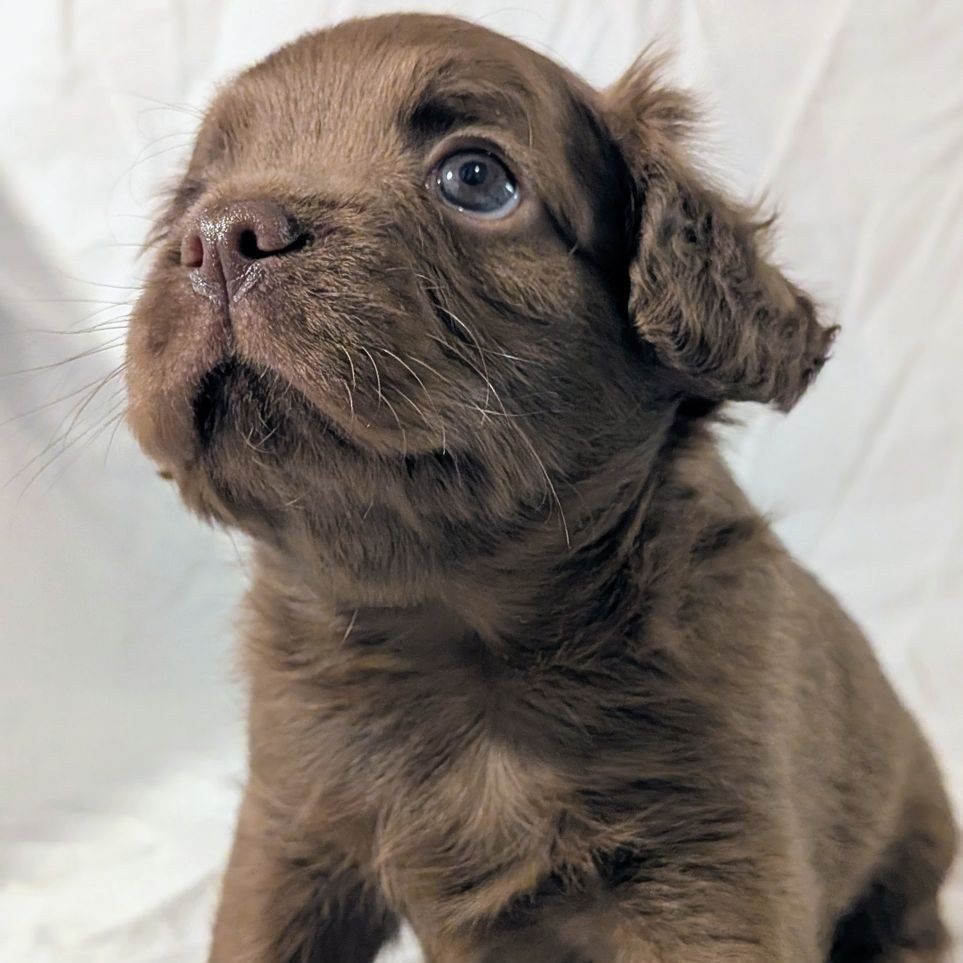 FrenchieDoodle FrenchBulldog/Doodle Hypoallergenic