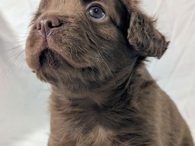 FrenchieDoodle FrenchBulldog/Doodle Hypoallergenic