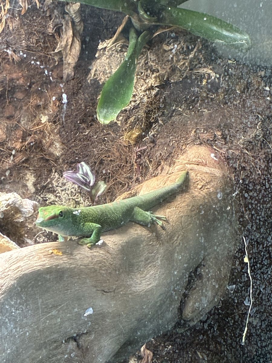 Two Beautiful Green Geckos