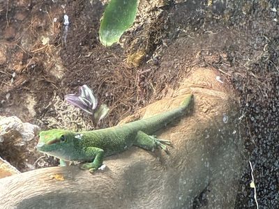 Two Beautiful Green Geckos
