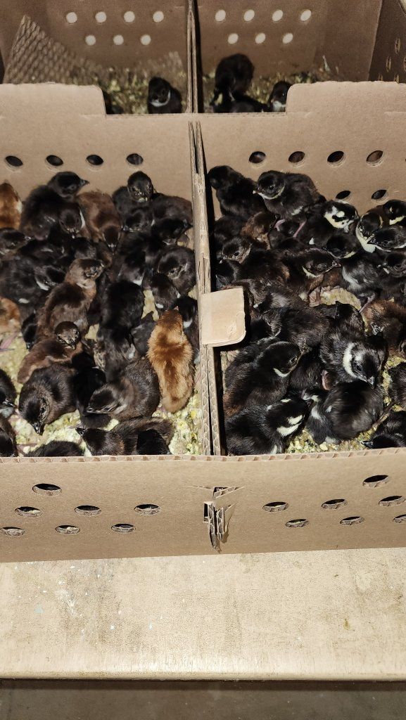 Pheasants