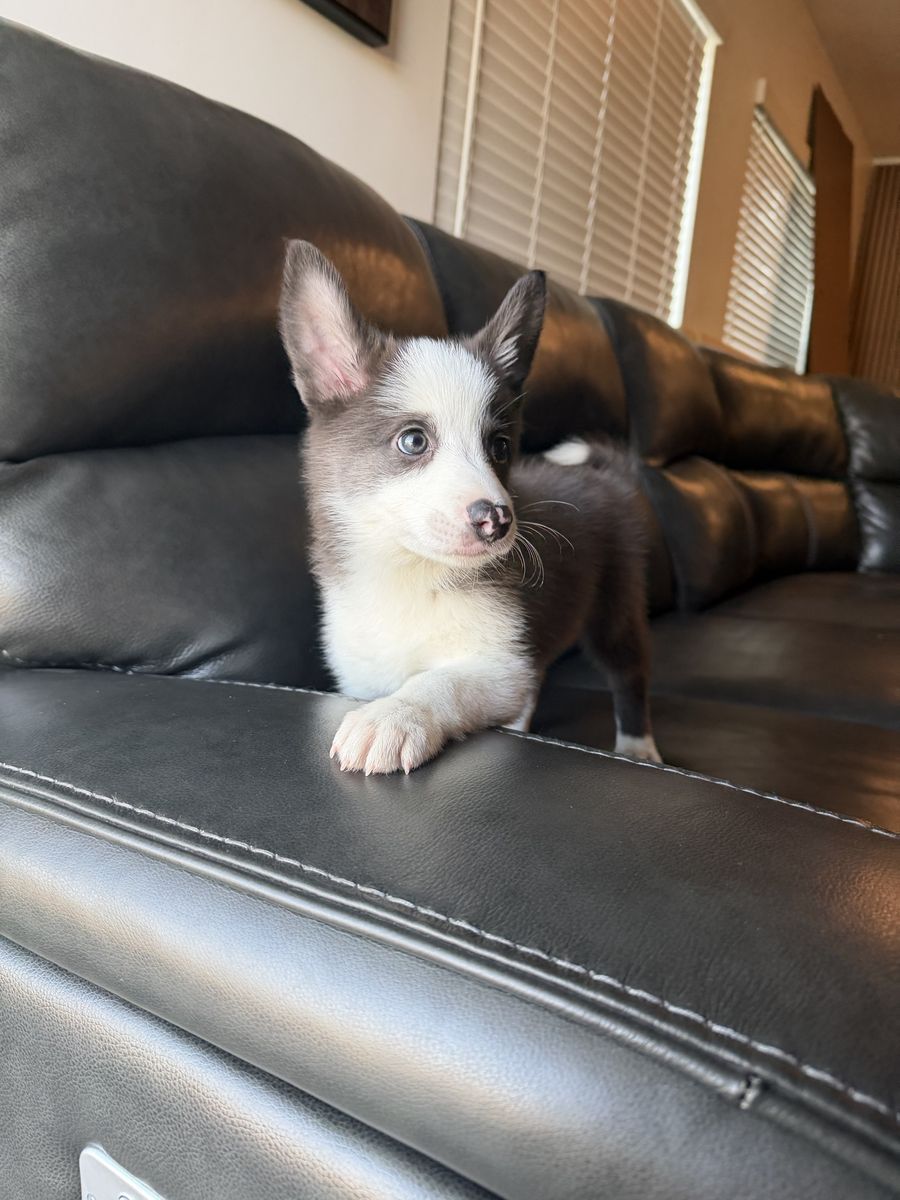 German shepherd/ collie mix puppies 