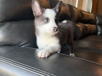 German shepherd/ collie mix puppies