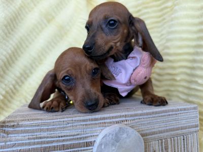 Sweet Dachshund Puppies