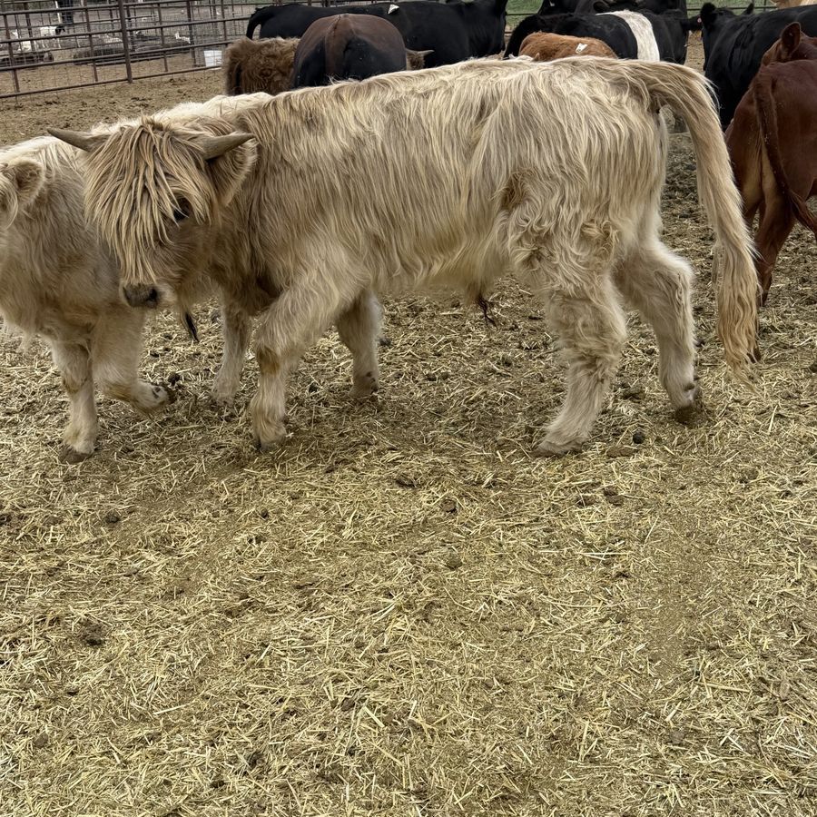 (3) Highlander bull calves 