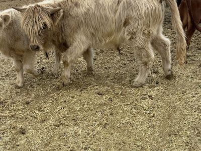 (3) Highlander bull calves