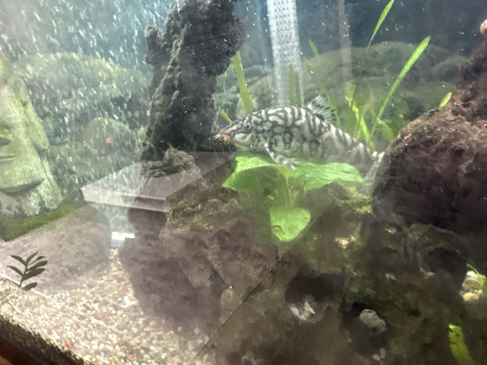 Yoyo Loach Freshwater Aquarium Fish - Rehoming