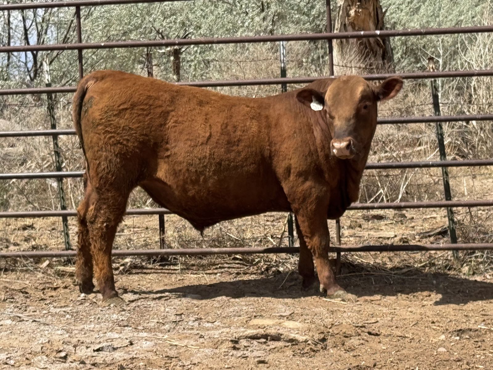 Red Angus Bull For Sale