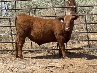 Red Angus Bull For Sale