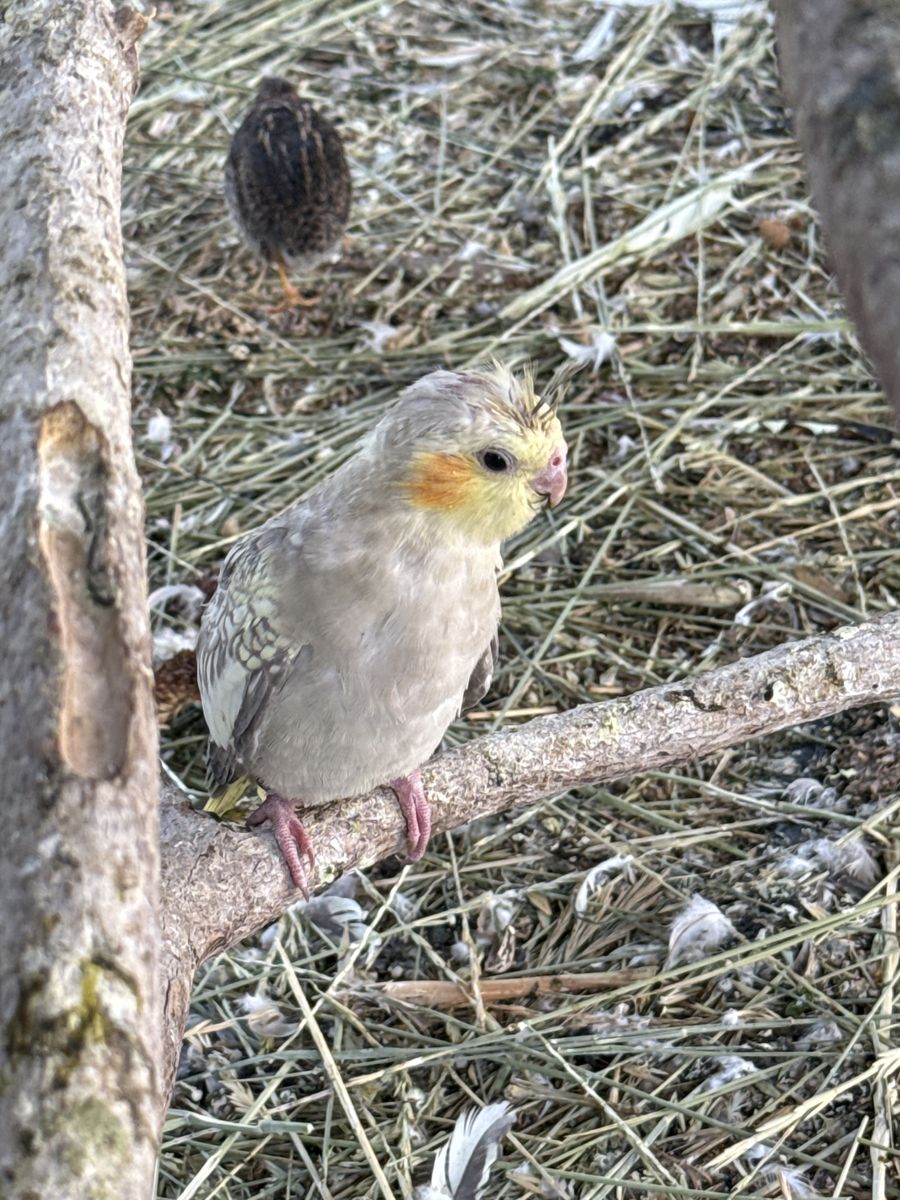 Cockatiel