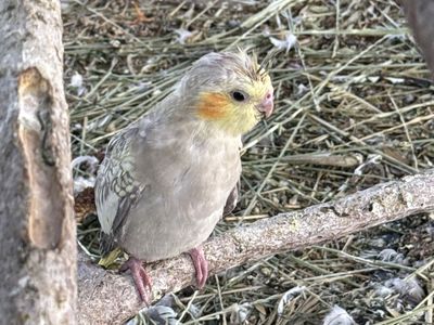 Cockatiel