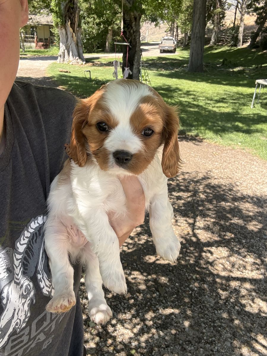 Cavalier, King Charles Spaniel puppies!!
