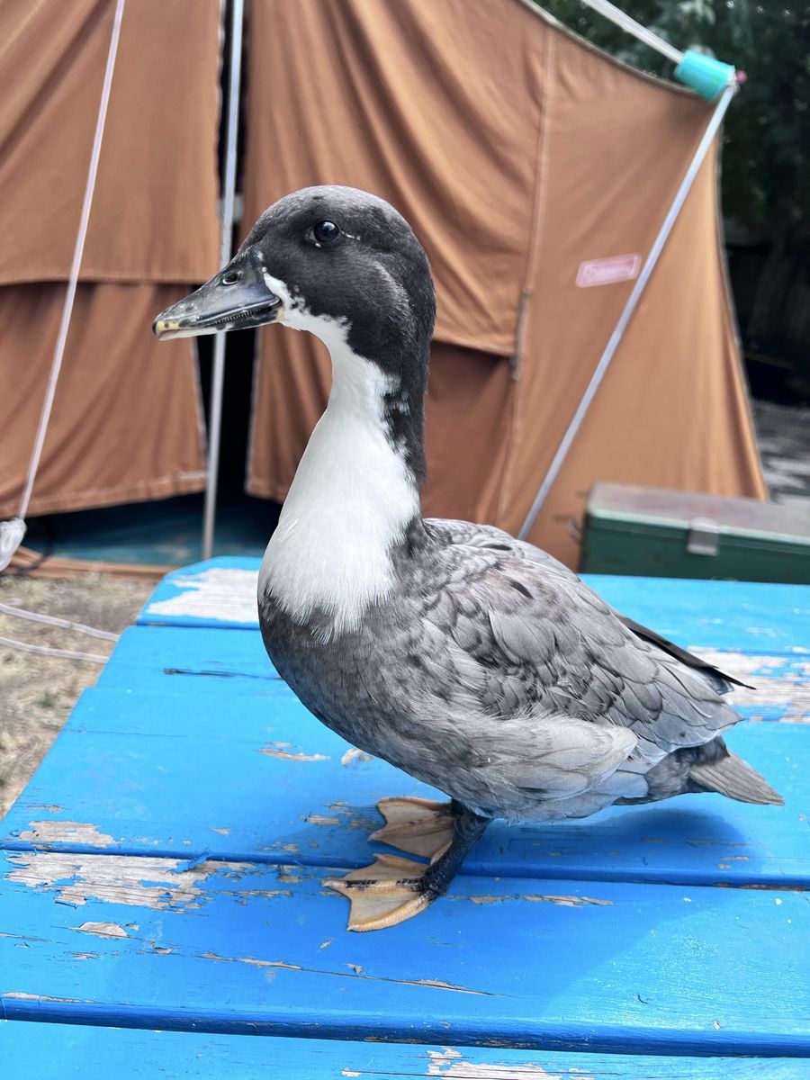 Blue Bibbed Call Duck Drake