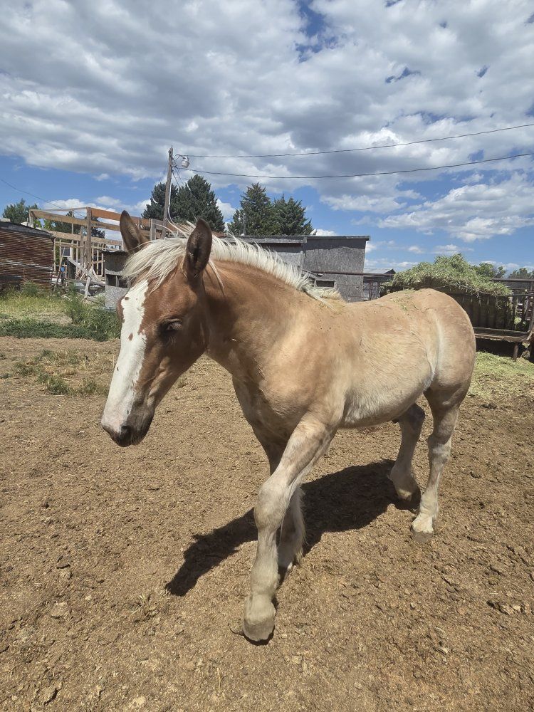 belgian draft stud colt