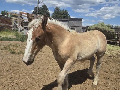 belgian draft stud colt