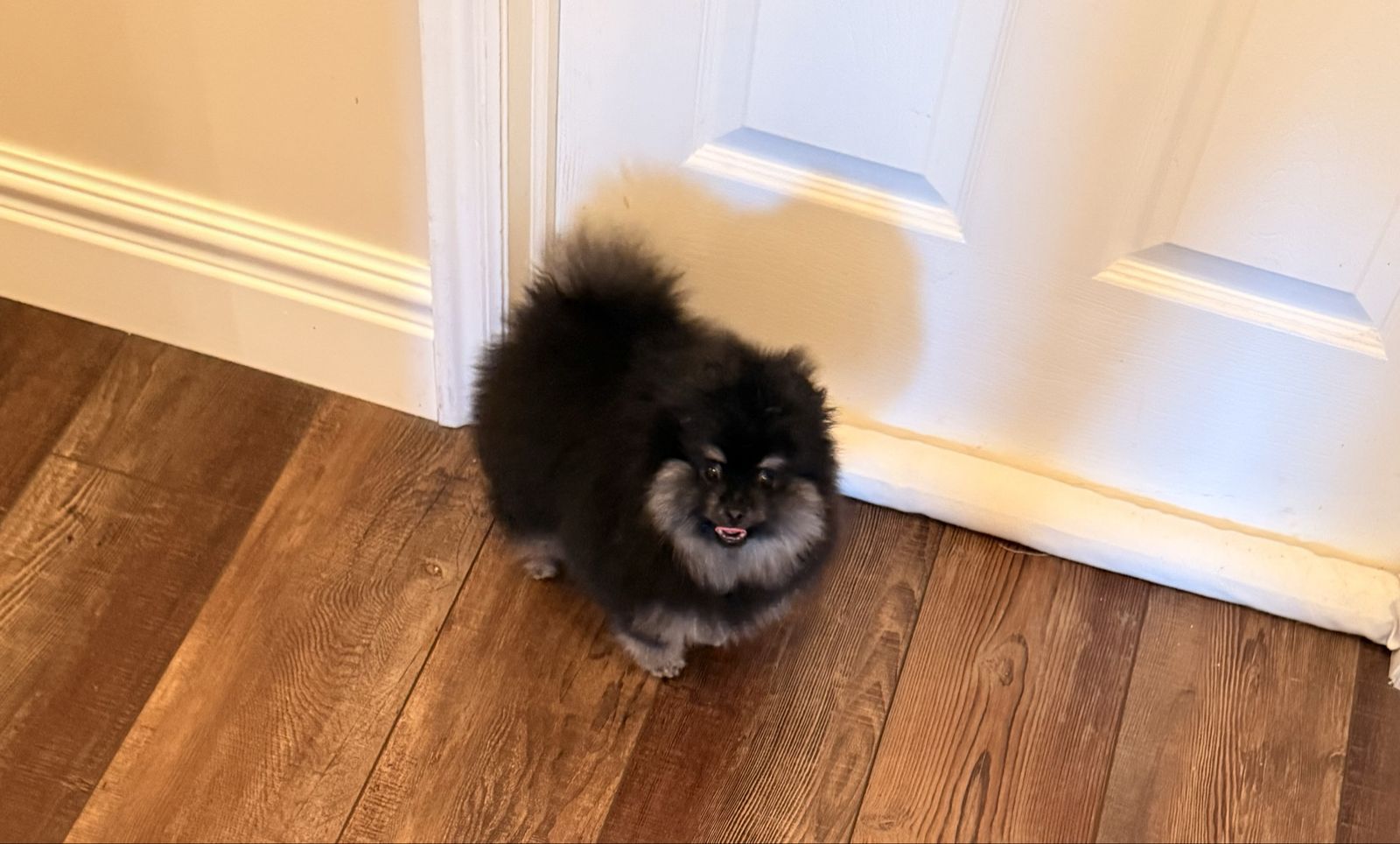 Adorable Pomeranian Puppy - Playful, Fluffy, and Ready for a Loving Home!h