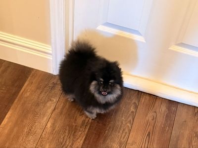 Adorable Pomeranian Puppy - Playful, Fluffy, and Ready for a Loving Home!h