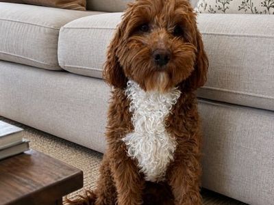 Goldendoodle Stud, Dk Red, FF, +/-, No Parti, 14#