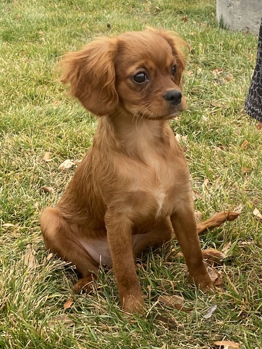 Beautiful 16 Week Female Cavapoo