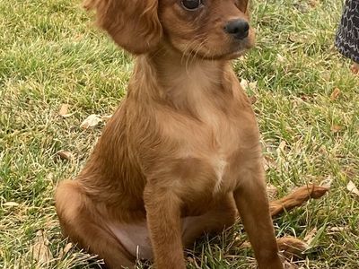 Beautiful 16 Week Female Cavapoo