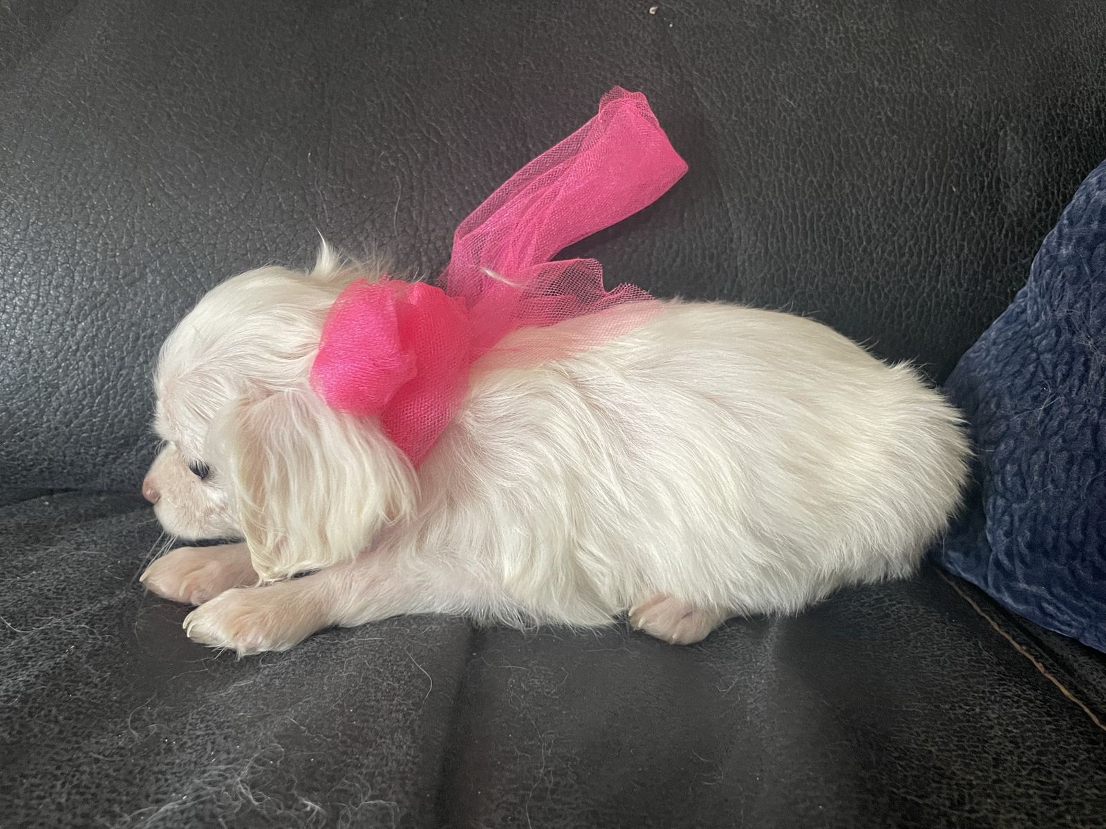 Cocker Spaniels and Maltese puppies