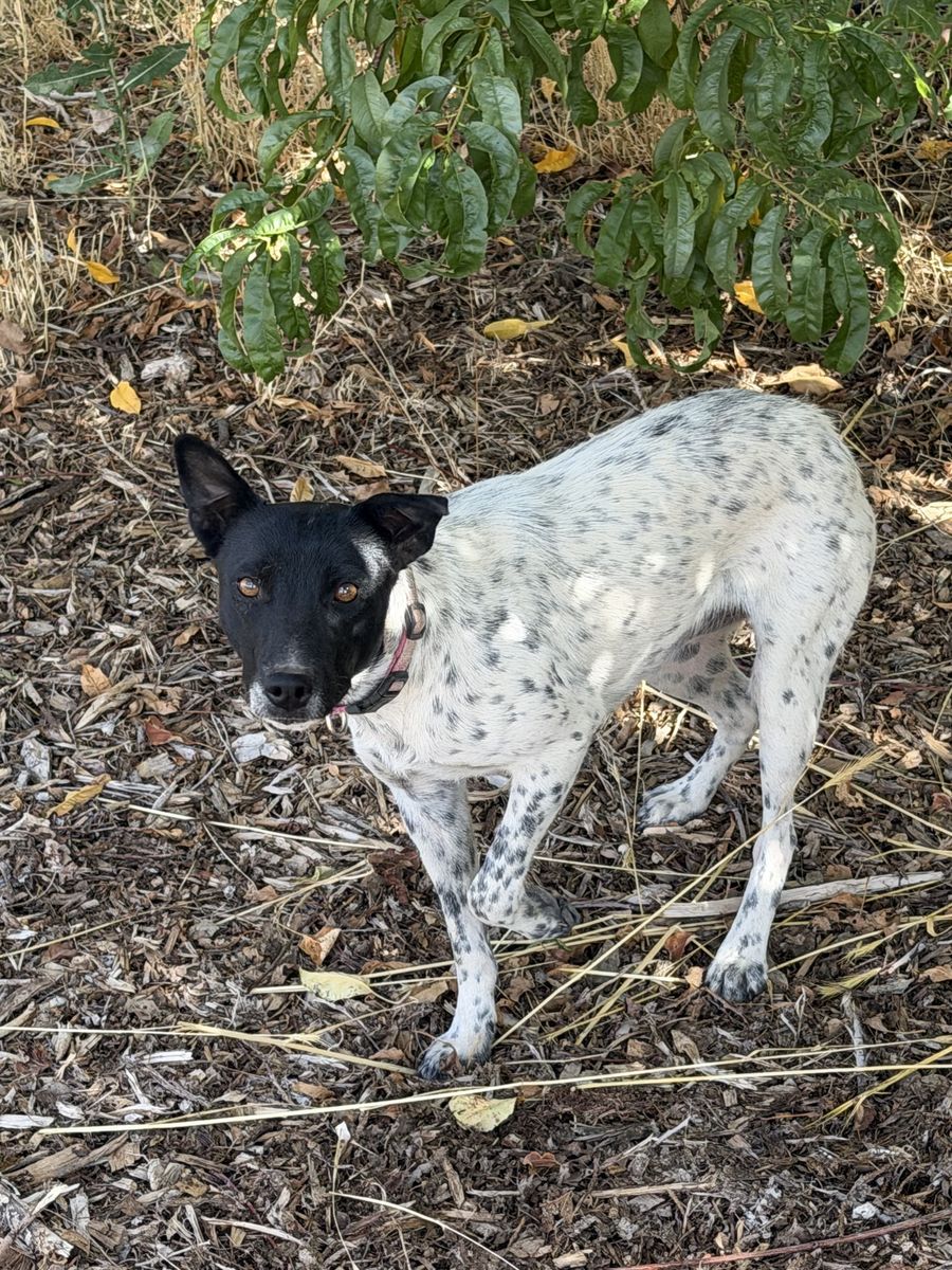 Border Collie Blue Heeler cross