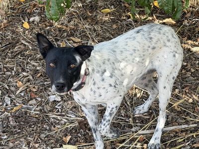 Border Collie Blue Heeler cross