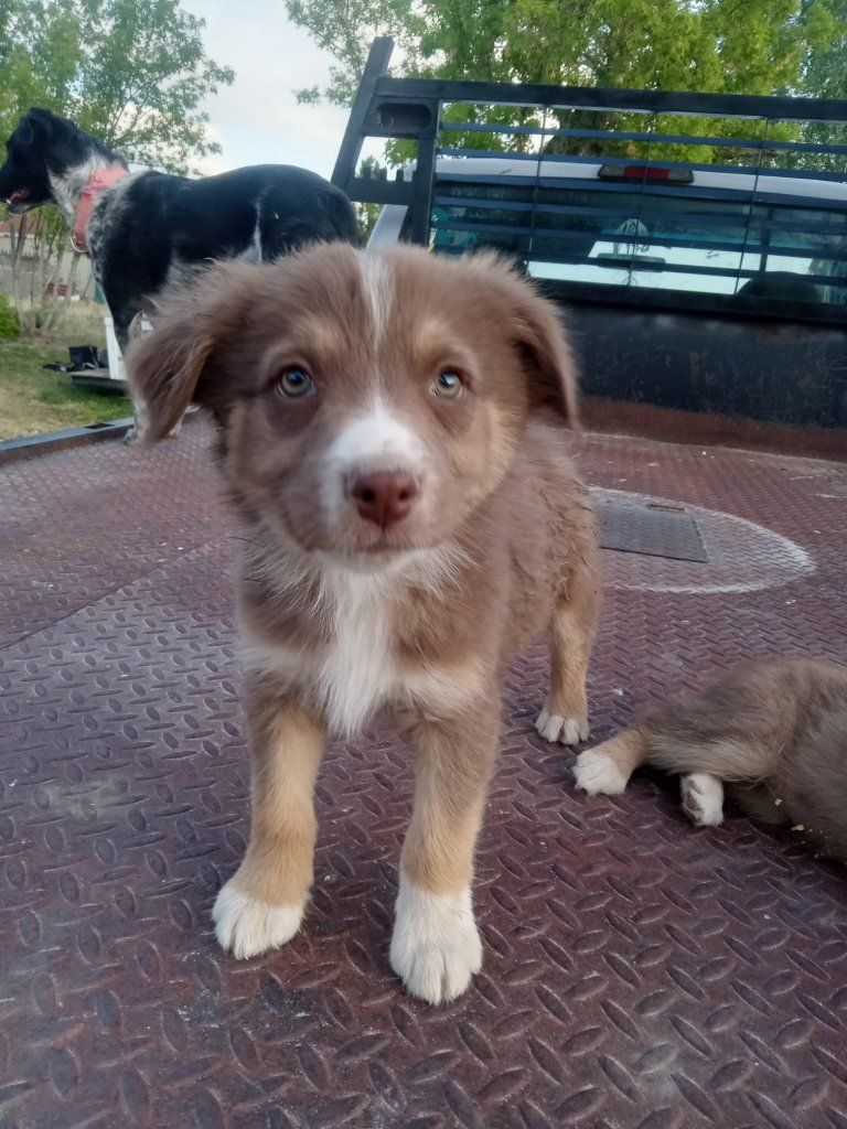 Australian Shepherd puppies 2 left
