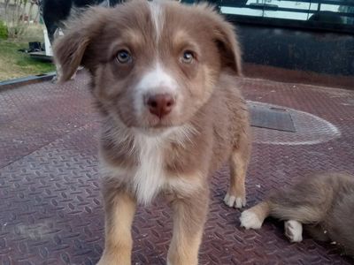 Australian Shepherd puppies 2 left