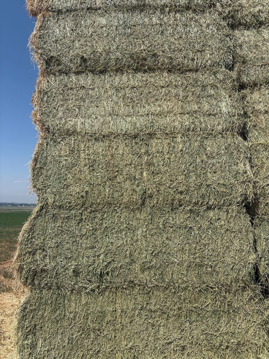 3x4 bales Alfalfa hay 2nd crop