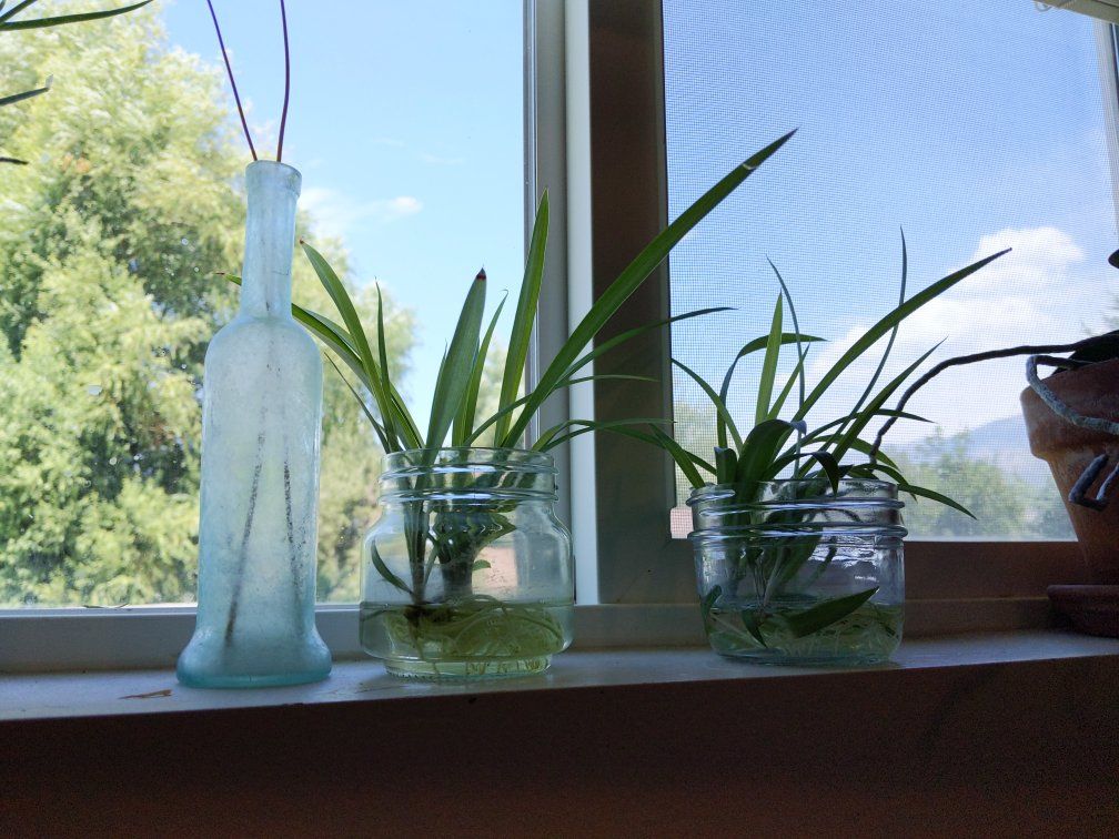 Spider Plant Babies with Roots - Live Plants for Propagation, Easy Care Houseplants