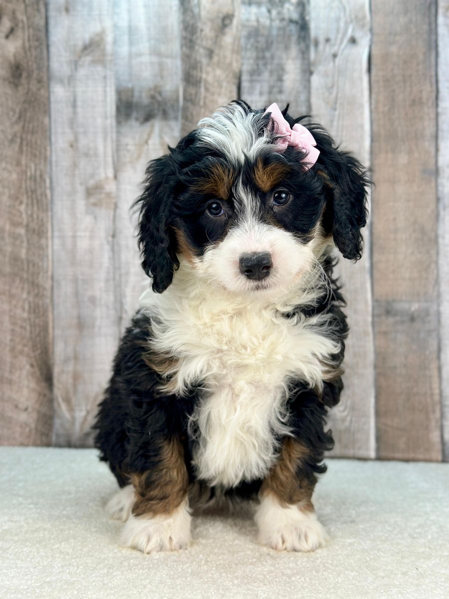 Tri Mini Bernedoodle Girl Senna – $2300