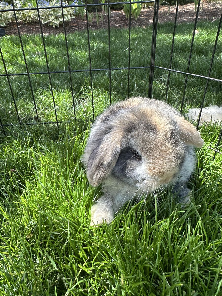 Purebred Holland Lop Buck