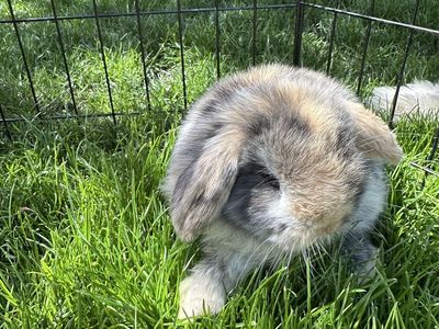 Purebred Holland Lop Buck
