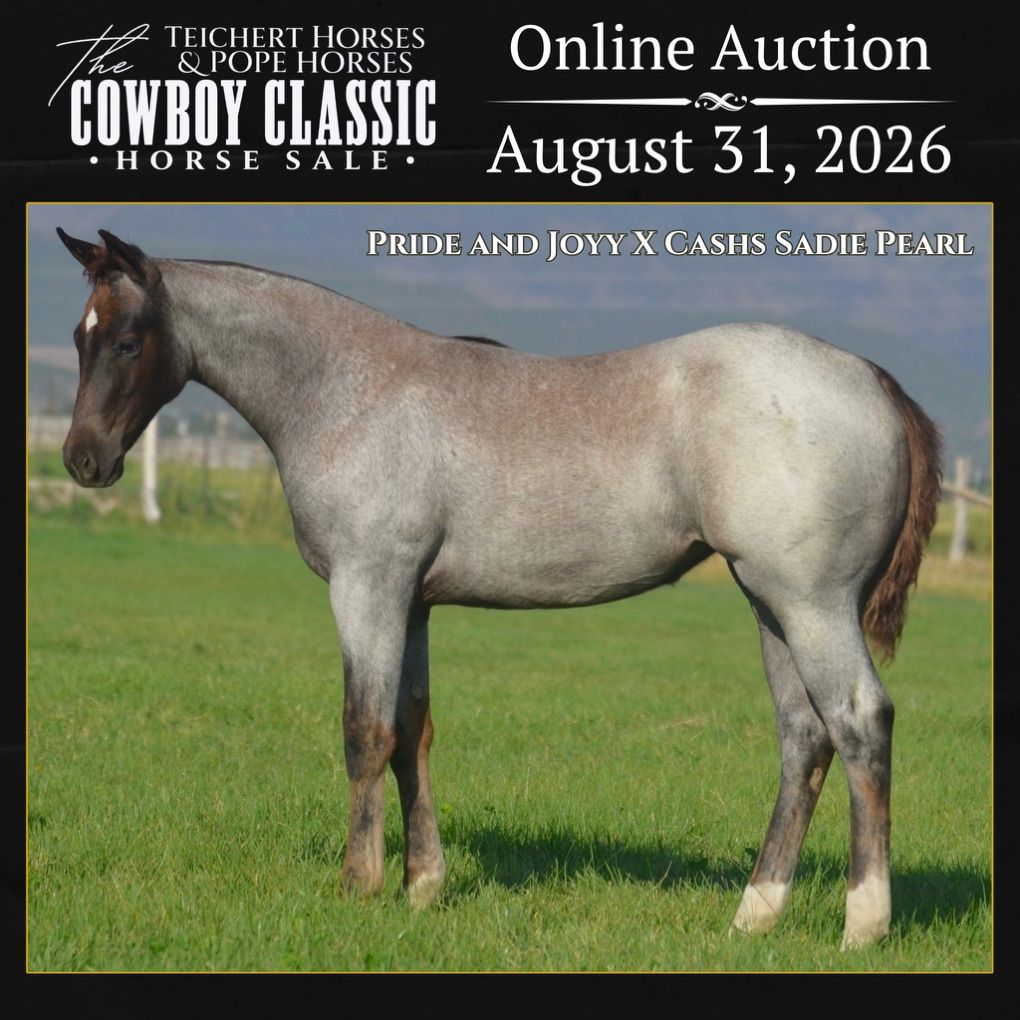 Pride And Joyy “Kilo” Weanling Filly