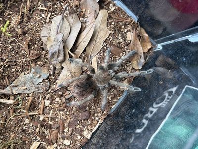 Mascara bird eater tarantula