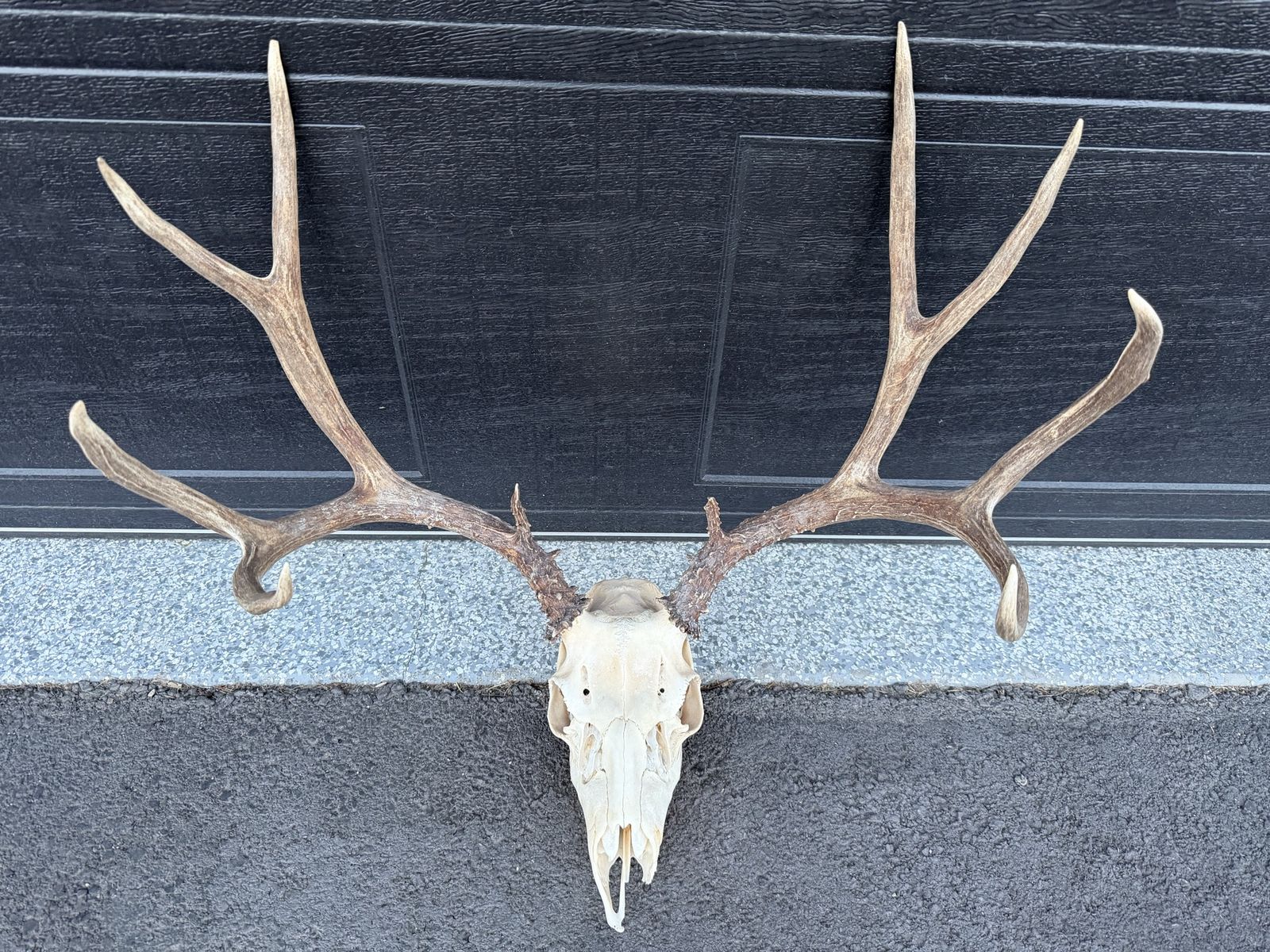 Mule Deer European Racks
