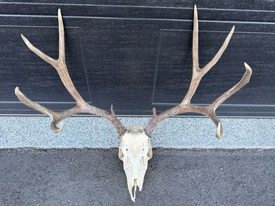 Mule Deer European Racks