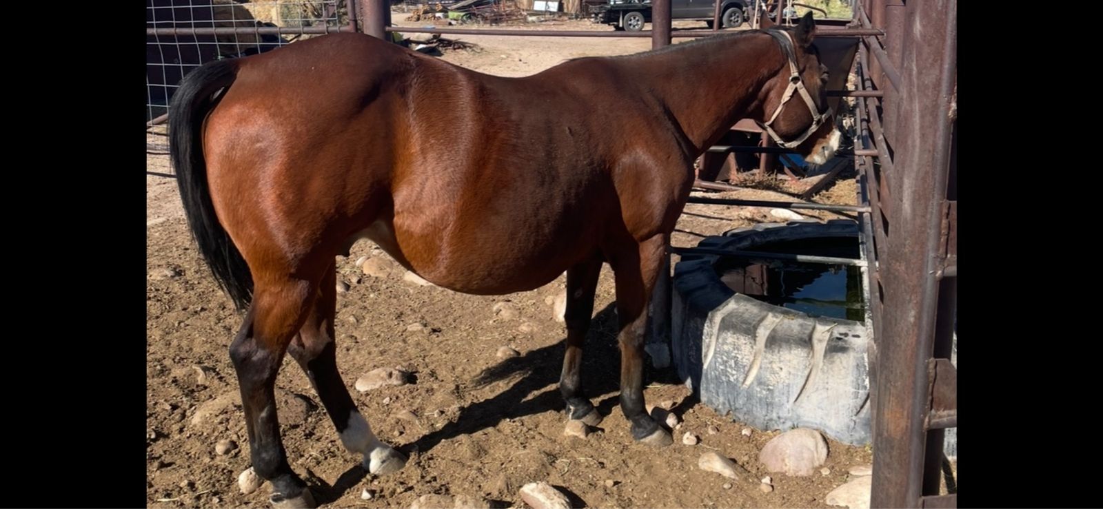 Bay Broodmare - Confirmed Pregnancy to Riata Buckle Stallion Spark Badger (2027 Foal) please call 435-823-4547- Kent Bastian
