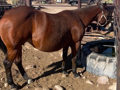 Bay Broodmare - Confirmed Pregnancy to Riata Buckle Stallion Spark Badger (2027 Foal) please call 435-823-4547- Kent Bastian