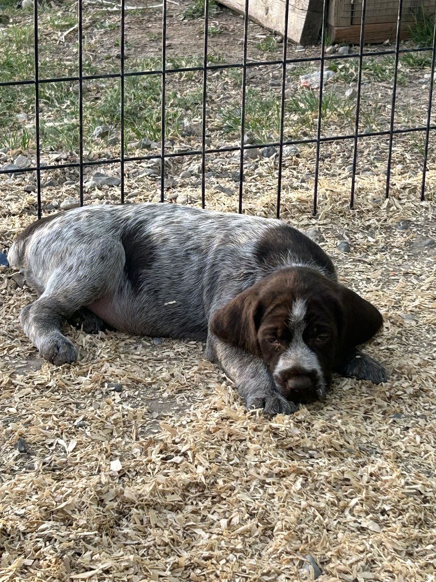 Wire Haired Pointing Griffon Pups