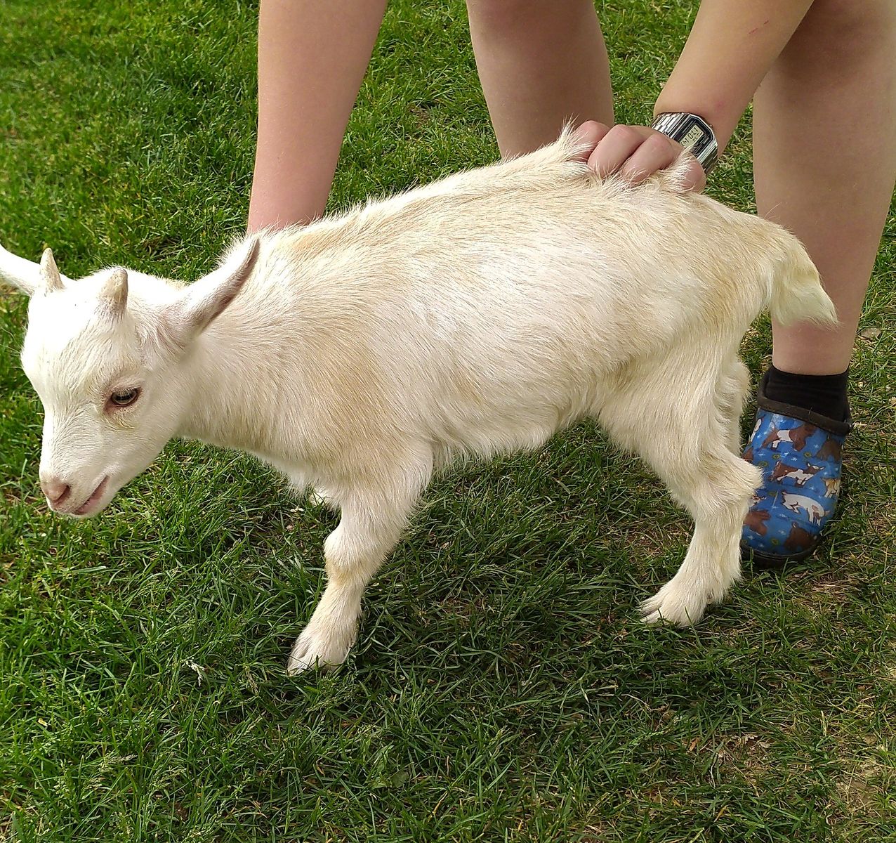 Nigerian Dwarf Male Kid