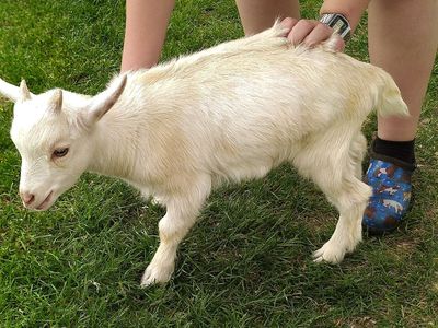 Nigerian Dwarf Male Kid