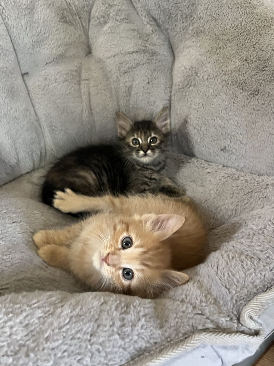 Russian Blue Mix Kitten Considered Hypoallergenic!
