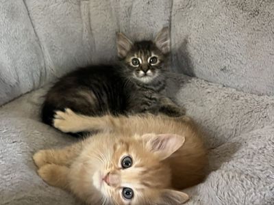 Russian Blue Mix Kitten Considered Hypoallergenic!