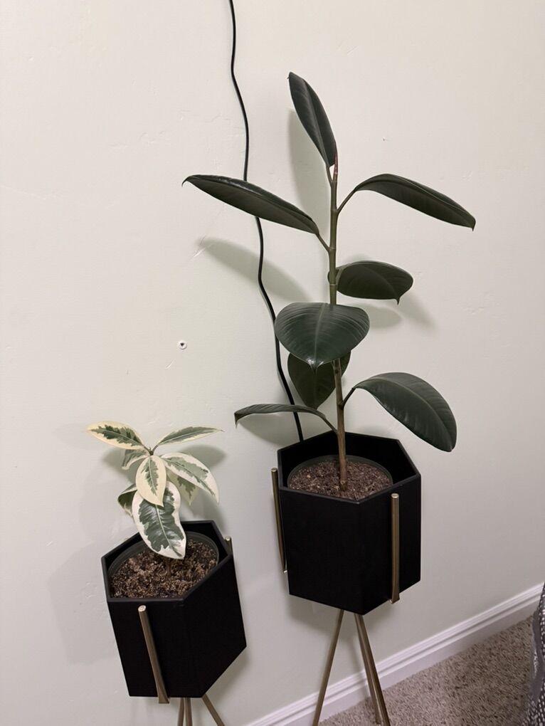 Indoor plants + modern planters – great conditio