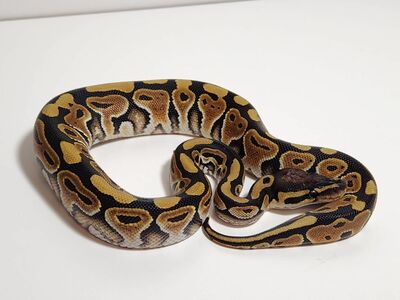 FEMALE MOCHA/SPECIAL