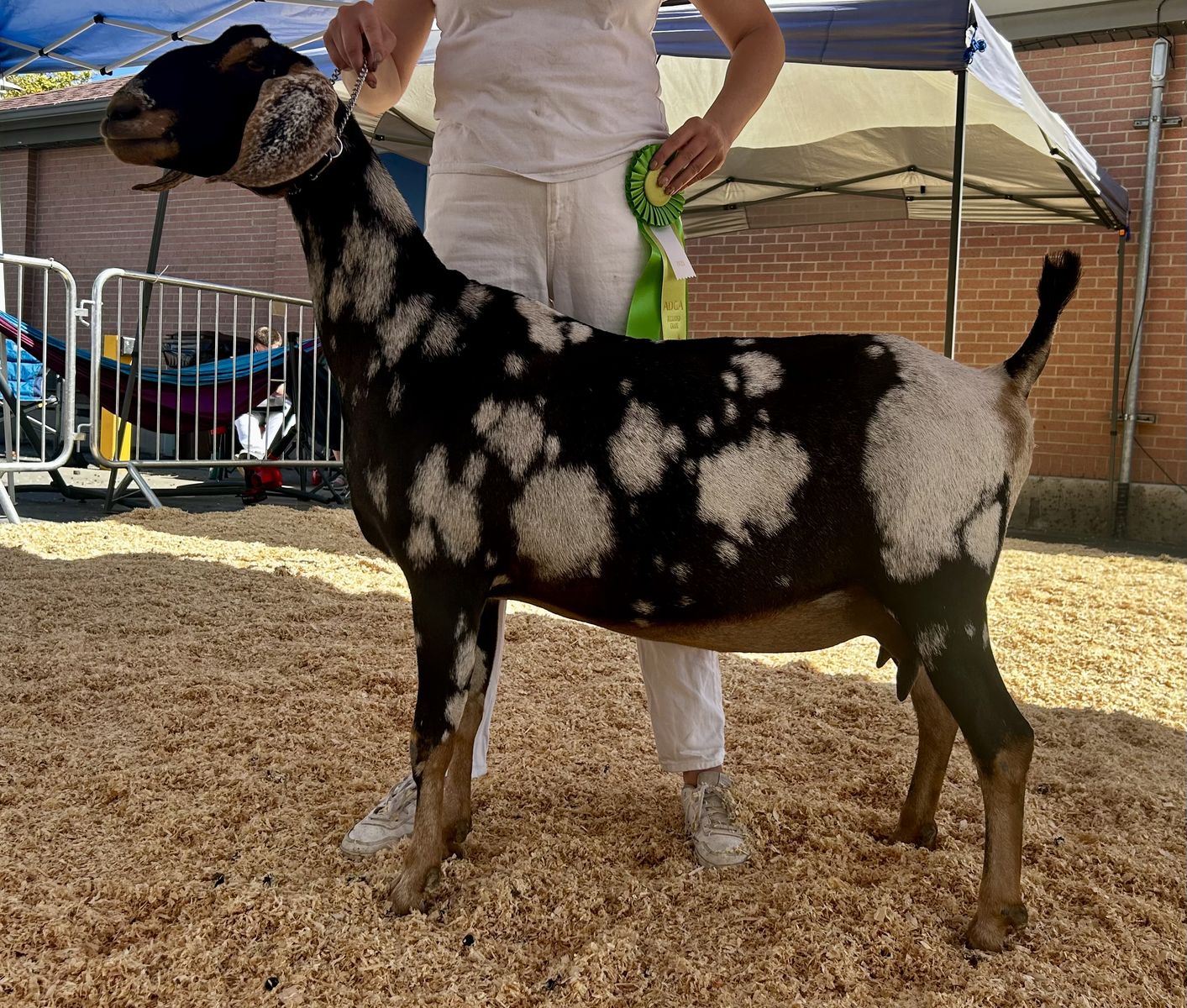 ADGA Registered Nubian Dairy Goat