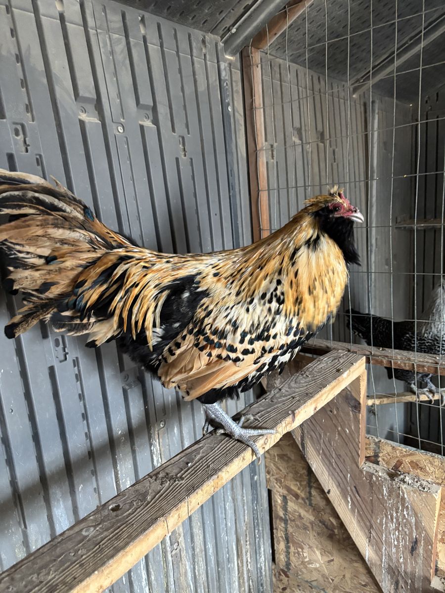 Super Rare Lemon Owlbeard Rooster